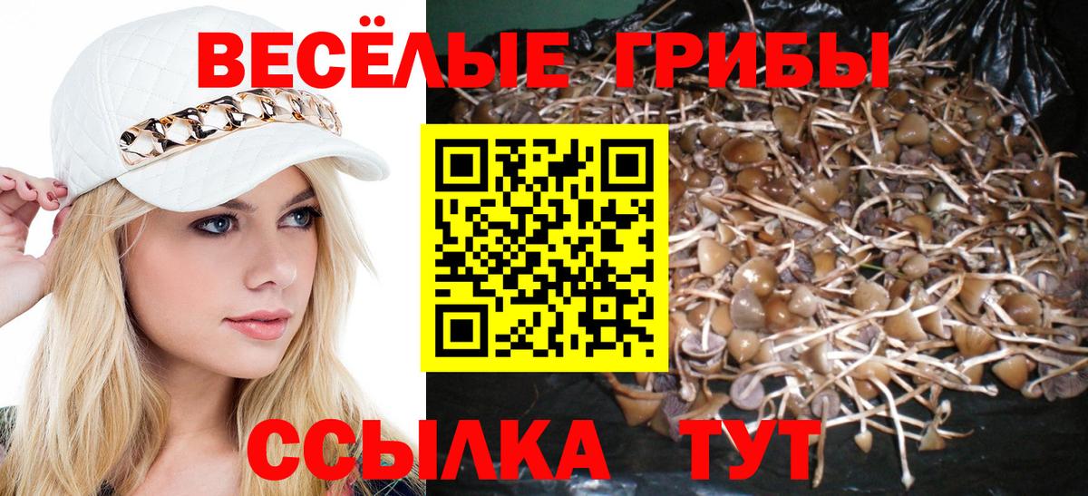 где можно купить наркотик  Псилоцибиновые грибы ЛСД  Вход с VPN  Гусев 